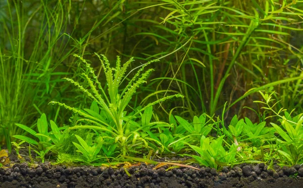 葉の上の水生植物や酸素の泡のイメージです Pogostemon Helferi — ストック写真