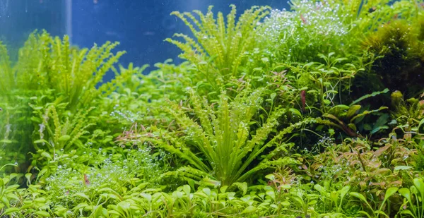 Wasserpflanzen Und Sauerstoffblasen Auf Blättern — Stockfoto