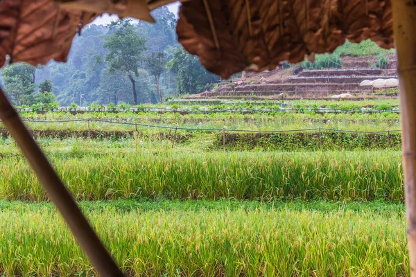 Imagen Del Campo Arroz Dorado Maduro Vista Del Día Desde — Foto de Stock