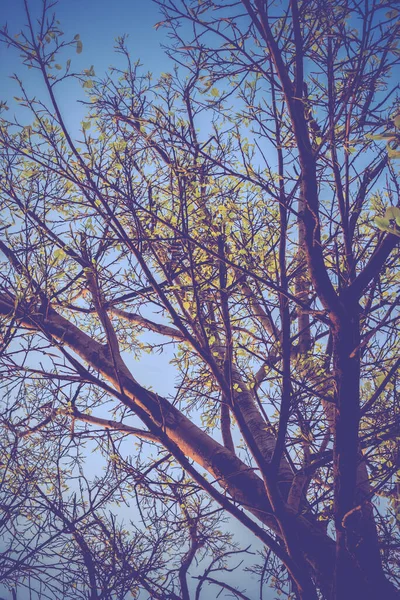 Immagine Tono Vintage Giovane Foglia Bodhi Albero Con Cielo Limpido — Foto Stock