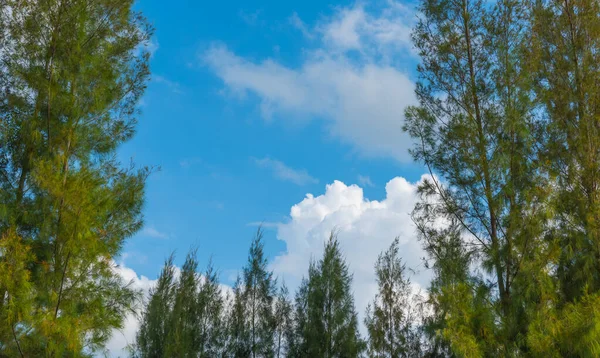 Obraz Borovice Krásné Modré Nebe Pozadí — Stock fotografie