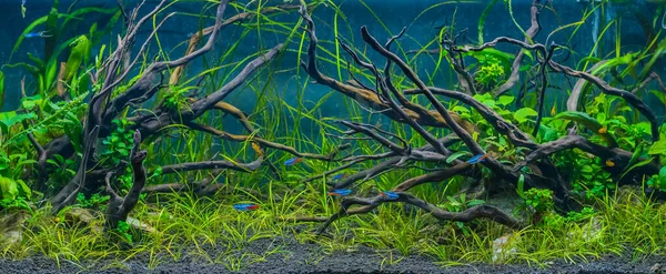 Bild Des Aquarienbeckens Mit Einer Vielzahl Von Wasserpflanzen Inneren Nach — Stockfoto