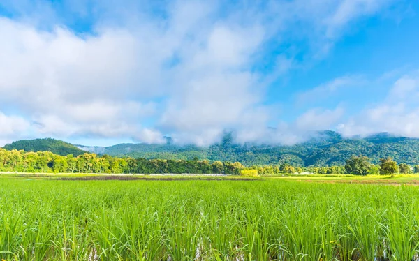 Imagen Belleza Día Soleado Campo Arroz Con Cielo Montaña Fondo — Foto de Stock