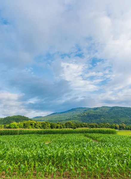 Majs Fält Och Blå Himmel Bakgrunden — Stockfoto