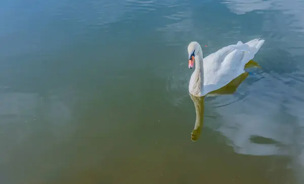 Gölde Yüzen Beyaz Bir Kuğu Resmi — Stok fotoğraf