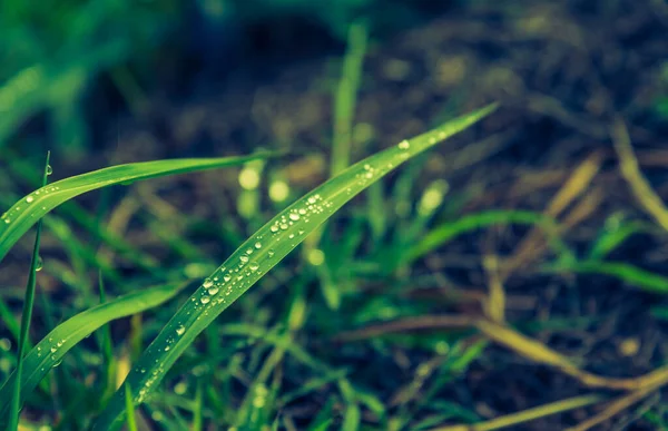 ヴィンテージトーン朝の時間帯に露が降る草原のイメージ — ストック写真