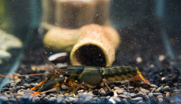 Cherax 水族馆内的黑橙尖龙虾作为淡水蟹 — 图库照片