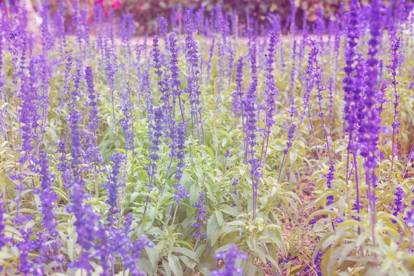 Fényes Lila Levendulák Green Field Nappali Órákban — Stock Fotó