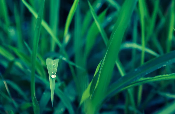Vintage Tone Image Grass Field Dew Drop Morning Time — Stock Photo, Image