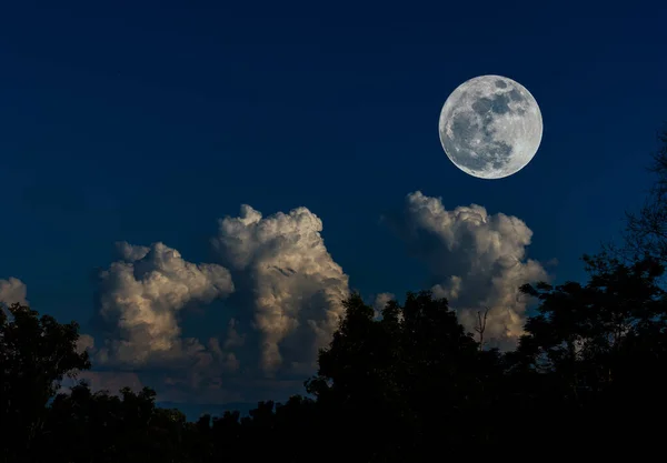 Fullmåne Och Silhuett Träd Med Klar Himmel Bild — Stockfoto