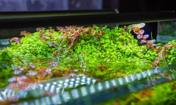 Nahaufnahme Des Aquariums Mit Einer Vielzahl Von Wasserpflanzen Inneren — Stockfoto