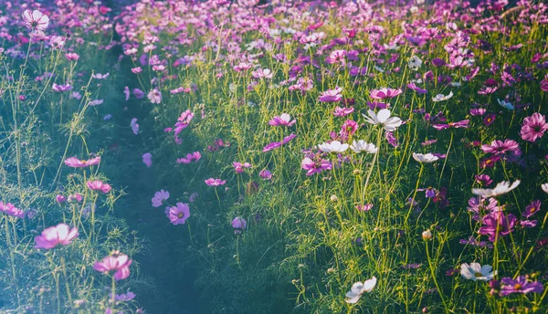 Vintage Dźwięk Obraz Grupy Purpurowy Kosmos Kwiat Polu Wykorzystania Tle — Zdjęcie stockowe