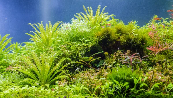 叶片上的水生植物和氧气气泡 — 图库照片