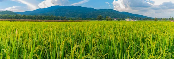 Panorama Imagem Beleza Dia Ensolarado Campo Arroz Com Céu Montanha — Fotografia de Stock