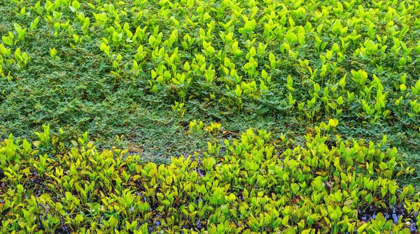 Obraz Vodní Hyacinth Voda Mimosa Plovoucí Vodní Den — Stock fotografie