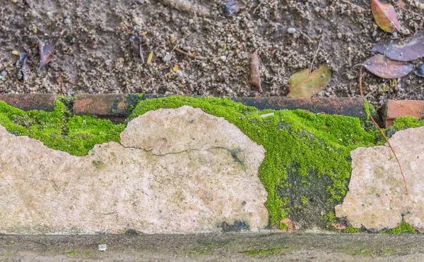 Obrázek Staré Mechové Stěny Denní Čas Pro Použití Pozadí — Stock fotografie