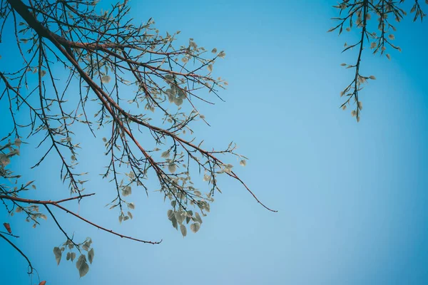 Immagine Tono Vintage Giovane Foglia Bodhi Albero Con Cielo Limpido — Foto Stock