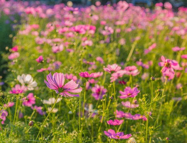 Imagen Grupo Flor Cosmos Púrpura Campo Para Uso Fondo —  Fotos de Stock