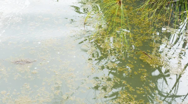 Image Bassin Eaux Usées Avec Saleté Sur Dessus Eau Eutrophisation — Photo