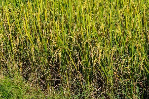 Imagen Del Campo Arroz Día Para Fondo — Foto de Stock