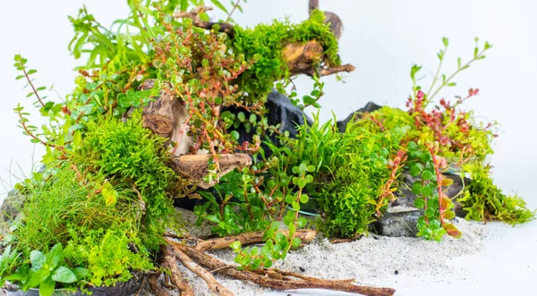 Kleiner Japanischer Garten Wabi Kusa Mit Felsen Und Treibholz Auf — Stockfoto