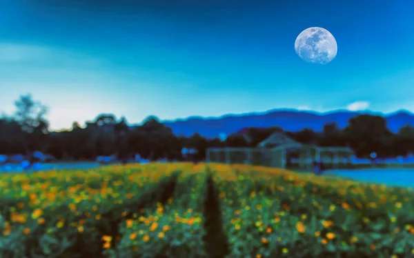 Изображение Луны Размытого Цветка Саду Ночью Использования Заднем Плане — стоковое фото