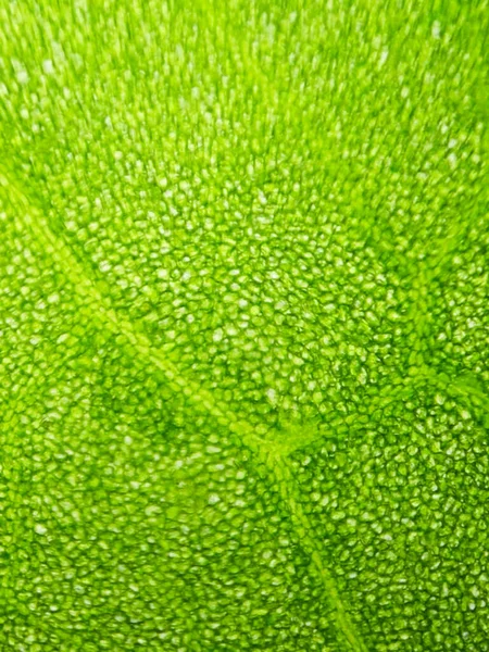 Abstraktní Rozmazání Zblízka Záběr Zelených Vodních Rostlinných Buněk Pod Mikroskopem — Stock fotografie