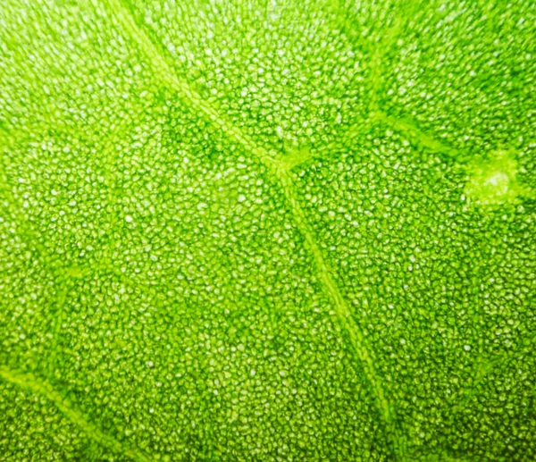 Resumen Borroso Primer Plano Las Células Vegetales Acuáticas Verdes Bajo —  Fotos de Stock