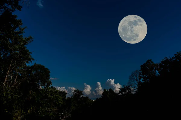 Lua Cheia Árvore Silhueta Com Imagem Céu Claro — Fotografia de Stock