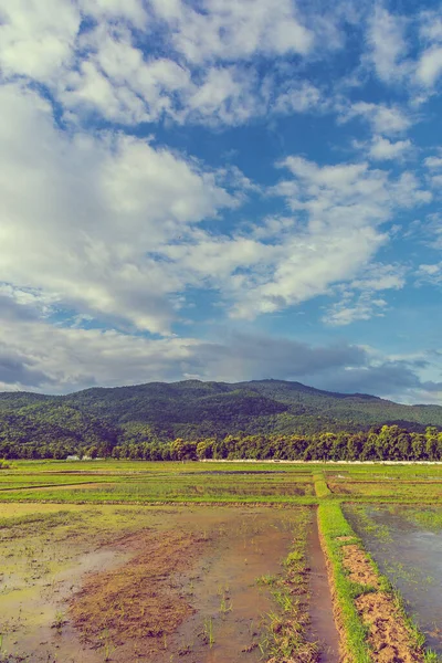 Vertical Image Beauty Sunny Day Rice Field Sky Mountain Background — 스톡 사진