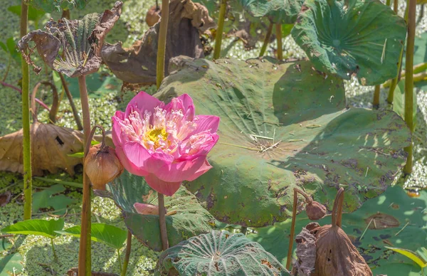 Image Aged Pink Lotus Flower Water Surface — Stock Photo, Image