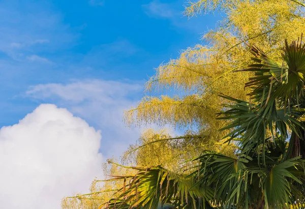 Imagen Palmera Abanico Durante Día —  Fotos de Stock