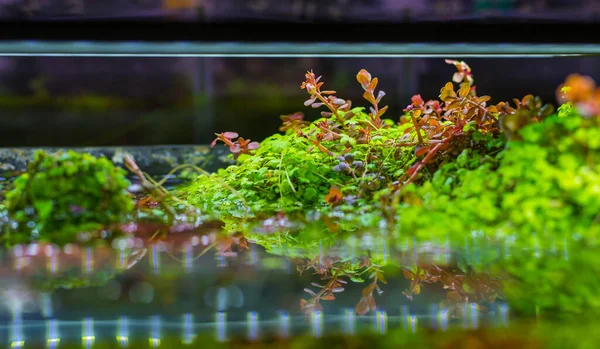 水族箱内有多种水生植物的近景图像 — 图库照片