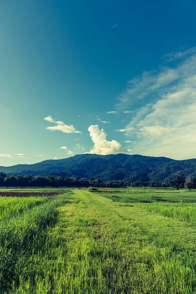 位于泰国清迈的多伊苏富士山的稻田上 美丽艳阳天的老式色调形象映衬着天空与高山的映衬 — 图库照片