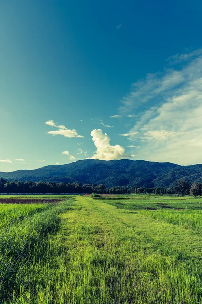 Vintage Tone Image Beauty Sunny Day Rice Field Sky Mountain — Foto de Stock