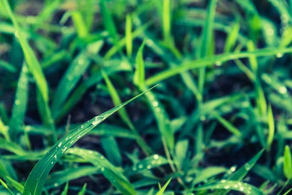 Vintage Τόνος Image Grass Field Dew Drop Breakfast Ώρα — Φωτογραφία Αρχείου