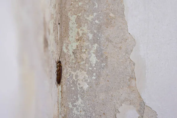 Image Top View Cockroach Cement Floor — Stock Photo, Image