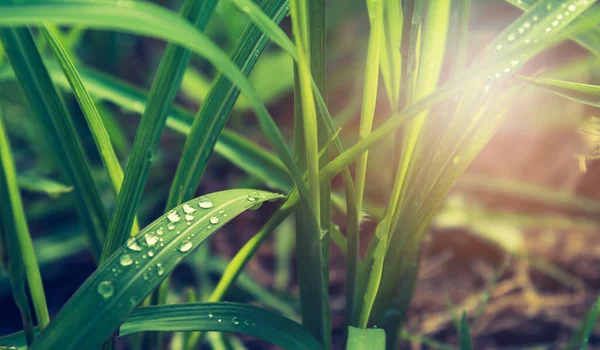 ヴィンテージトーン朝の時間帯に露が降る草原のイメージ — ストック写真