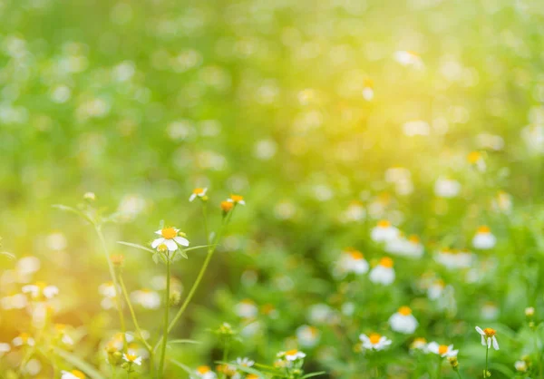 Wildes Gänseblümchen Helllichten Tag — Stockfoto