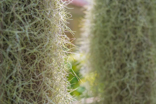 Nahaufnahme Eines Bildes Der Tilandsia Pflanze Zur Hintergrundnutzung — Stockfoto