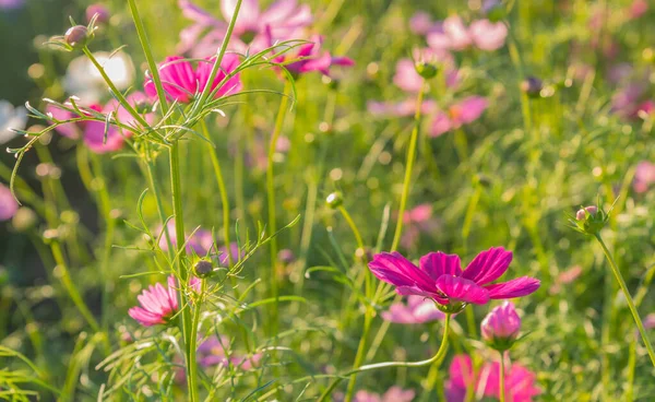 Image Group Purple Cosmos Flower Field Background Usage — Stock Photo, Image