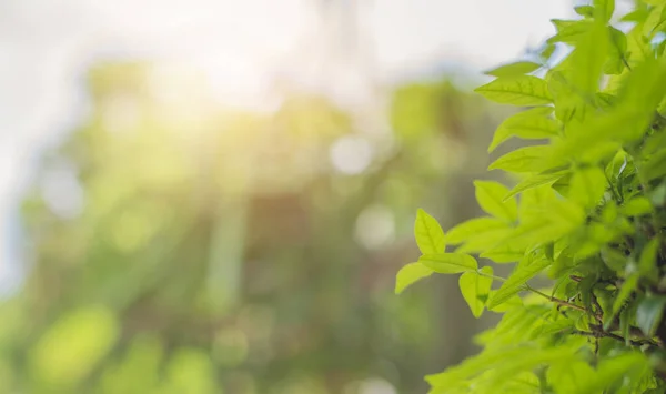 Image Nouvelles Feuilles Dans Matinée Avec Fond Flou Vert — Photo