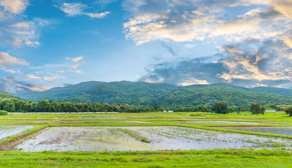 Panoramabild Der Schönheit Sonniger Tag Auf Dem Reisfeld Mit Himmel — Stockfoto