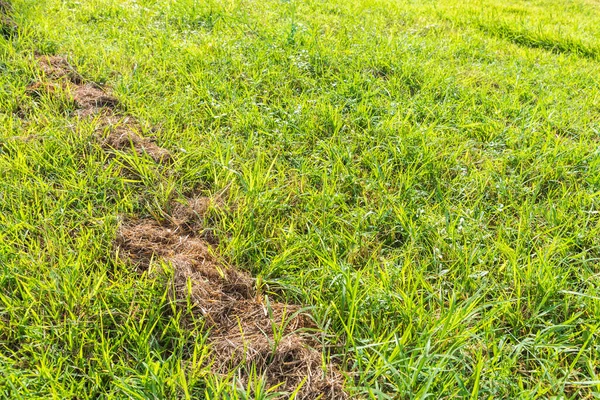 Image Green Grass Field Morning Time Background Usage — Stock Photo, Image