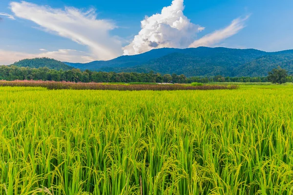 Imagem Campo Arroz Dourado Com Céu Azul Montanha Fundo — Fotografia de Stock