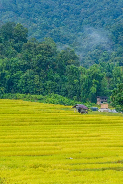 Imagem Dia Ensolarado Beleza Campo Dourado Arroz Mae Klang Luang — Fotografia de Stock