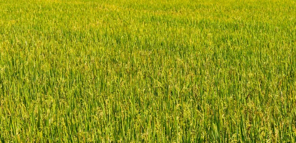 Imagem Campo Arroz Dia Para Fundo — Fotografia de Stock