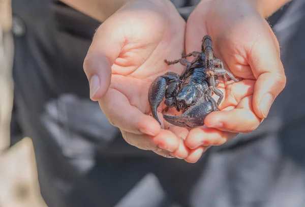 Image Scorpion Géant Tenant Sur Deux Mains — Photo