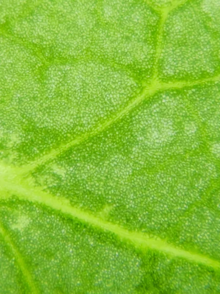 Abstraktní Rozmazání Zblízka Záběr Zelených Vodních Rostlinných Buněk Pod Mikroskopem — Stock fotografie