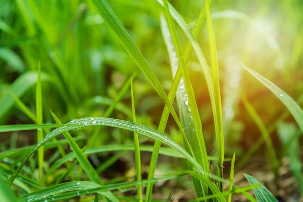 ヴィンテージトーン朝の時間帯に露が降る草原のイメージ — ストック写真